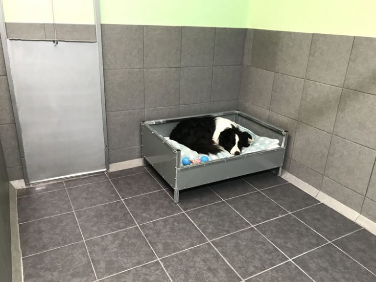 Luxury Kennels Denford Edge Boarding Kennels